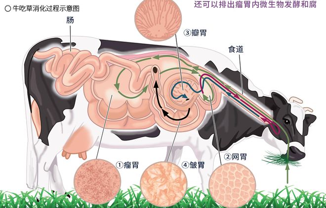 激活迷斯拉的激活码_迷斯拉激活码是什么_迷你码码激活