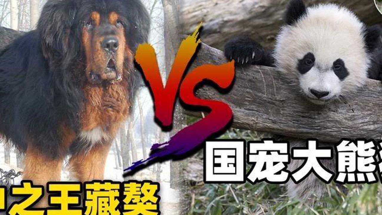 熊猫战斗能力_熊猫战斗力到底有多强 知乎_熊猫力量有多可怕