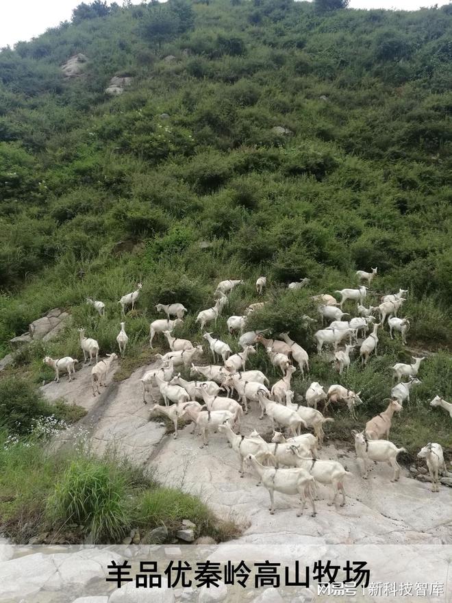 羊最怕什么气味-羊儿最怕的气味：汽油味、农药味、烟熏味和腐烂味