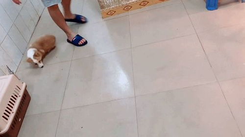 脚跟小游戏,增进团队默契与欢笑时光