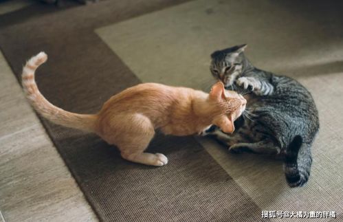 猫打斗游戏,猫界巅峰对决